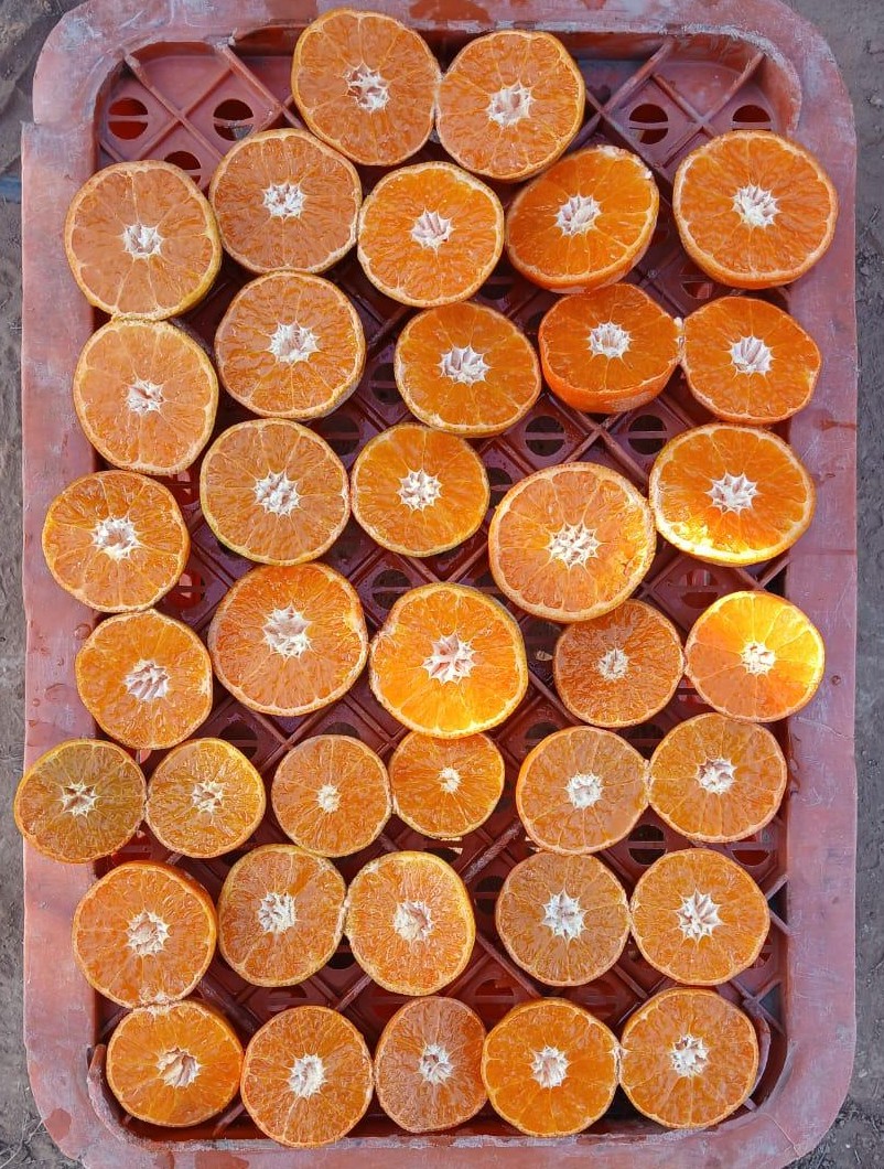 Fresh ripe mandarins on a packhouse tray