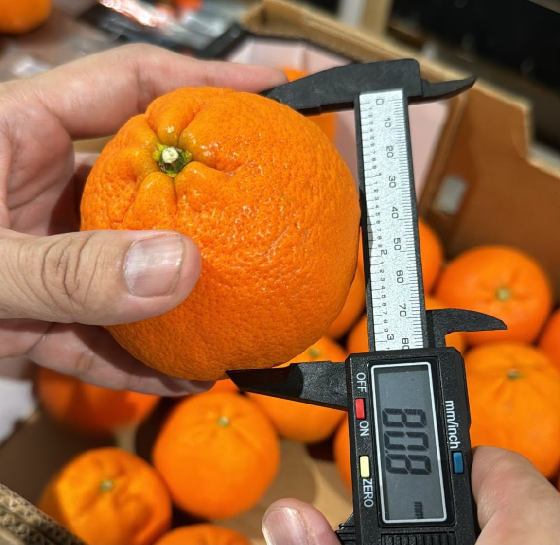 Quality assessment — mandarin caliper measurement