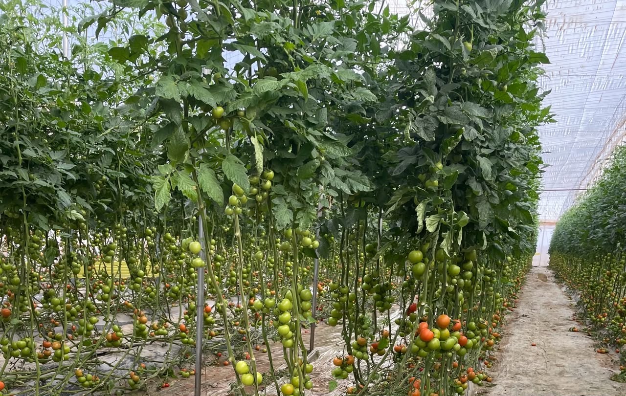 For Growers