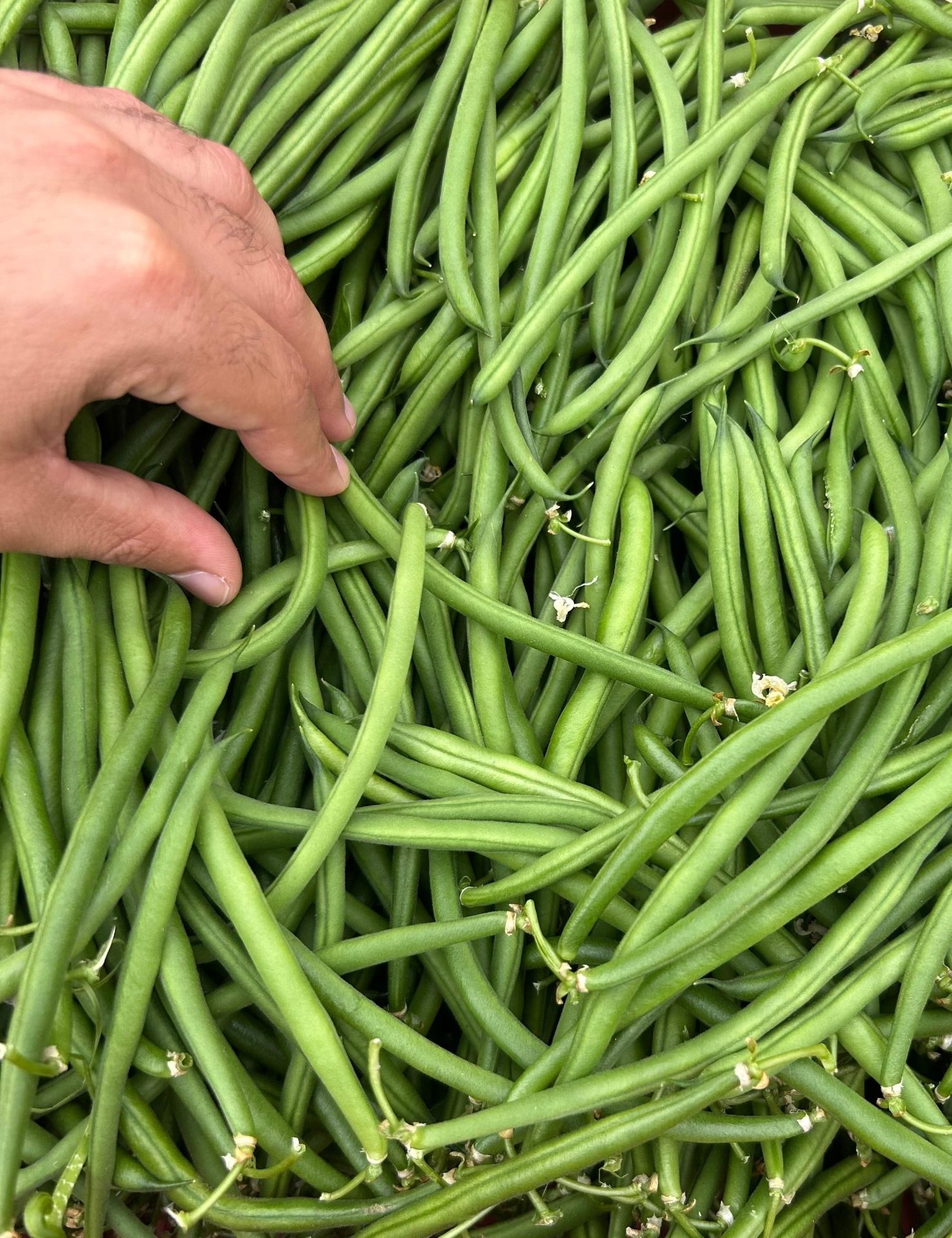 Fresh green beans freshly harvested