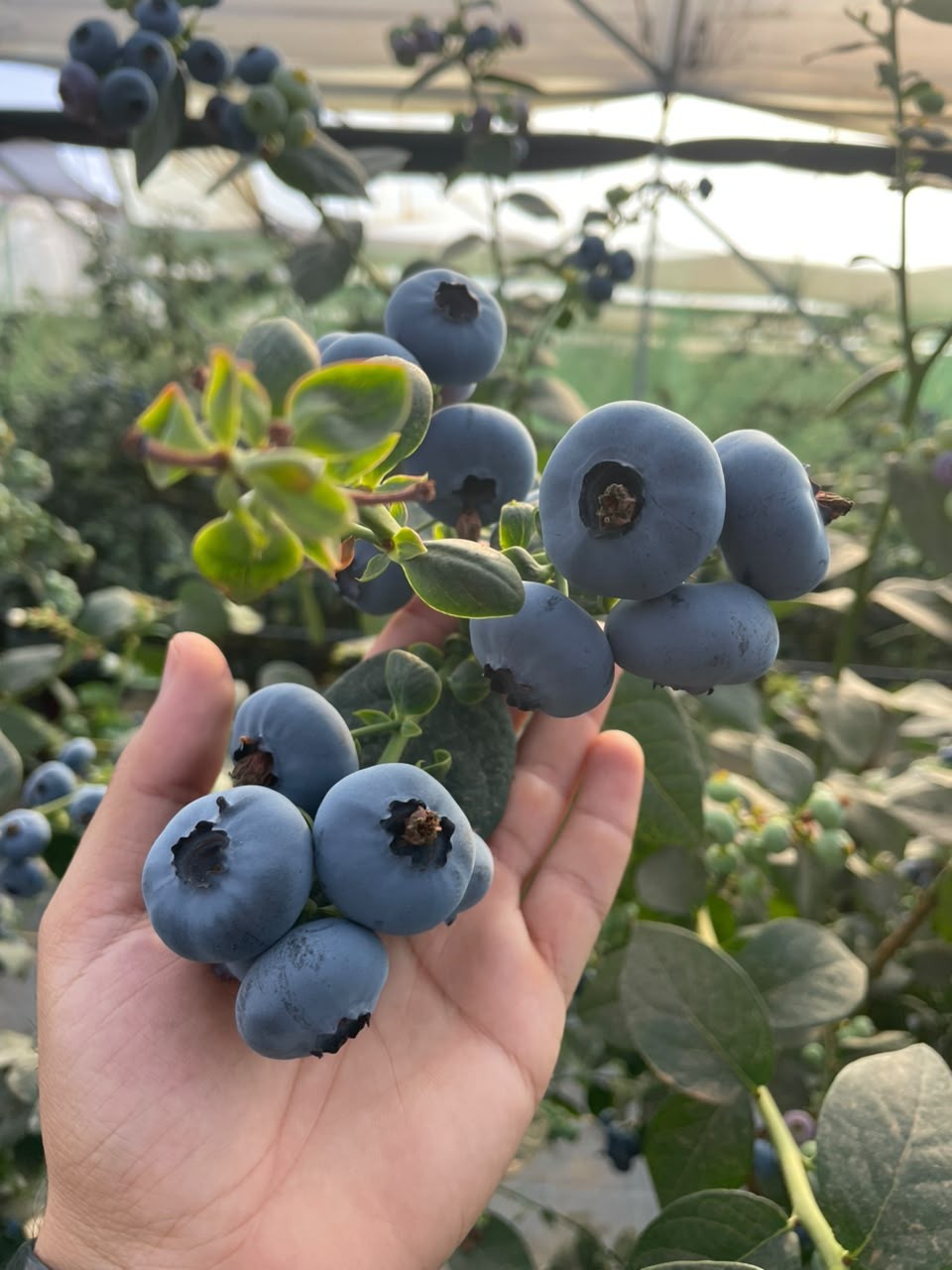 Open-air blueberry field at harvest time