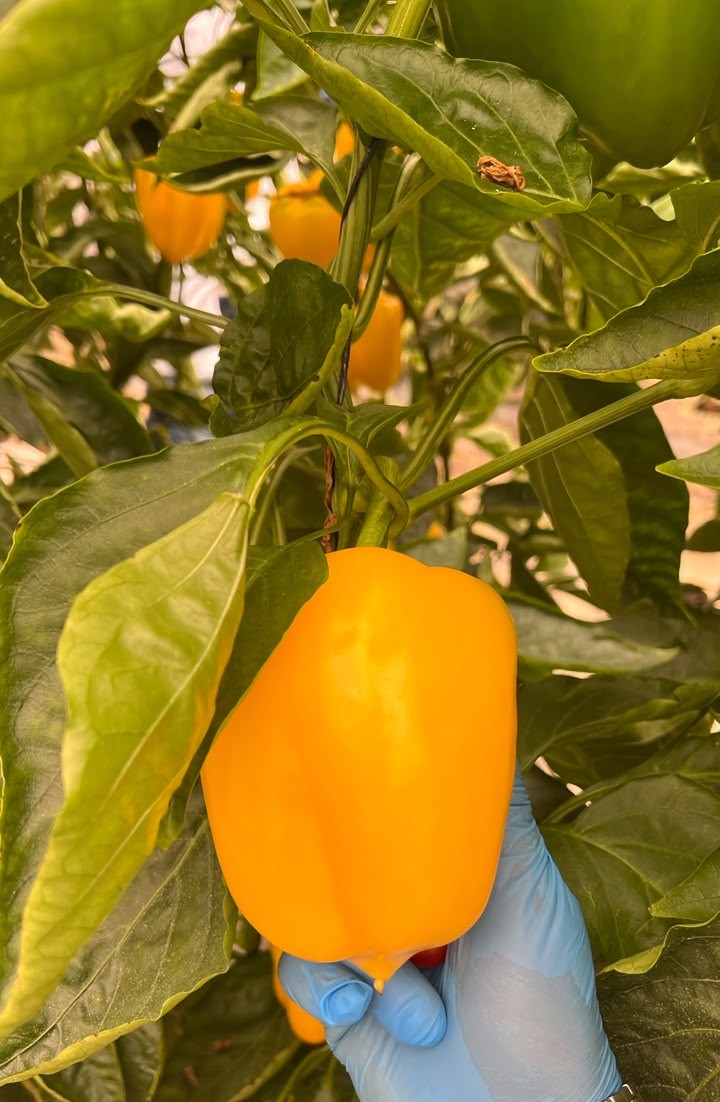 Fresh yellow bell peppers ready for export