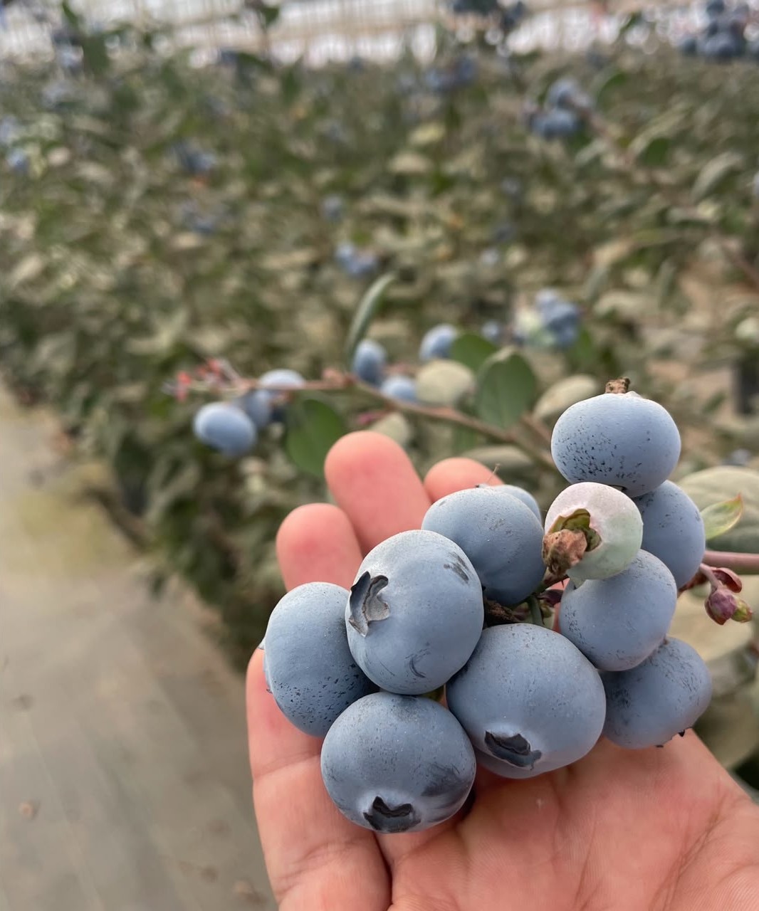 Freshly harvested blueberries in hand