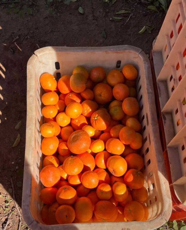 Nadorcott harvest field inspection with oranges in a crate